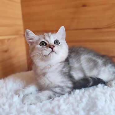 котята в добрые руки бесплатно: Продаётся шотландский котенок скотиш-страйт,окрас -мрамор . 2,5