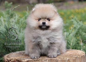 turski psi: Pomeranac Boo. Čistokrvni štenci pomeranca,vrhunskog porekla — 3