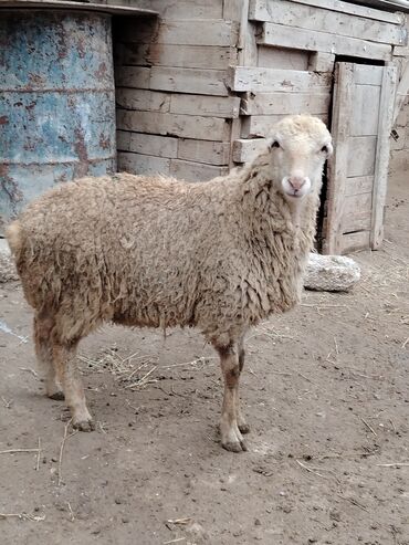 Qoyunlar, qoçlar: Razılaşmaq olar hamsı Erkəkdi qurbanlıqa yararlıdılar — 8