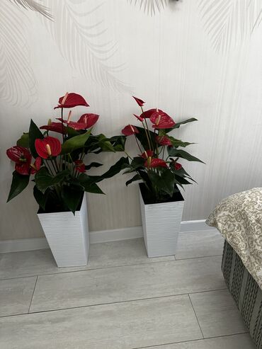 Другие комнатные растения: Продаю комнатные цветы! Зелёные, красивые, ухоженные — выращены с — 18