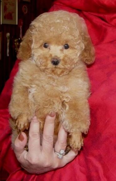 игрушечная собака: Пудель, 2 айлык, Эркек, Ит тегин тастыктоочу документ