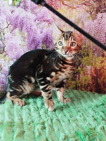 Продажа кошек: Бенгальская, 2 месяца, Мальчик, Черный, Приучена к лотку, Проглистована, С документами — 18