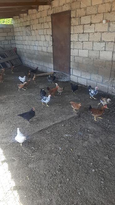 ev quşlari haqqinda melumat: Satış: kənd toyuqları (qarışıq cinslər) Məhsul təsviri: - Təbii — 2