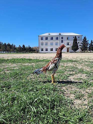 Xoruzlar: Sahibləndirilir — 3