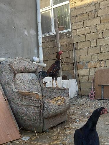 labrador satilir: 1 illikdi turk cinsidi. satmaqda sebeb tek qalib. fereler kurt yatib — 4
