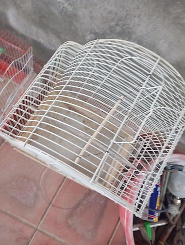 dekarativ quslar: Quş qəfəsləri dəsti - Müxtəlif ölçü və formalarda metal qəfəslər: ağ — 4