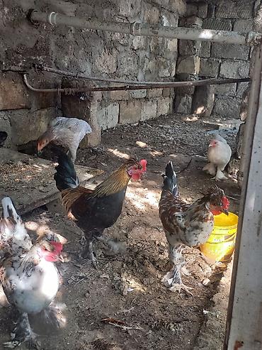 toyuq: Yaponka toyuq və xoruzlar – dekorativ cinslər qarışığı - Çoxrəngli — 4