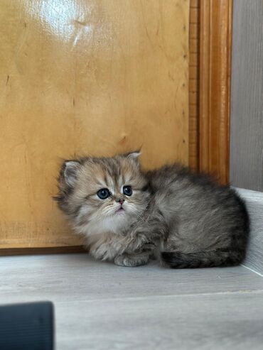 Pişiklər: Şinşilla, Dişi, Erkək, Yaxşı əllərə, Ödənişli çatdırılma, Ünvandan götürmə, Pulsuz çatdırılma — 2