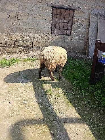 yulaf satisi: Super damazlıq ve kəsimli 8ayliq quzu istiyenler buyrsun elim yandi — 3