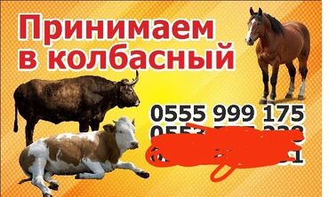 молочные оборудование: Куплю | Коровы, быки | На забой, на мясо