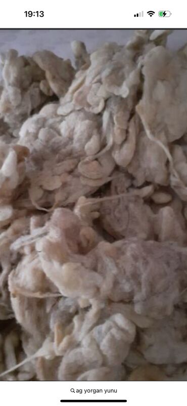 Seyflər: Ag yorgan yunu satilir. 
Kiloqrami 3 azn 
30 kq qalib
Unvan xalqlar