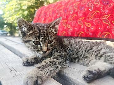 кошка регдолл: Ищут дом 2 котенка, Котёнок, полосатый короткошёрстный - Окрас — 2