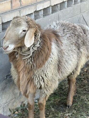 домик для кошки многоуровневый: Продаю | Баран (самец) | Гиссарская | Для разведения, На забой | Осеменитель