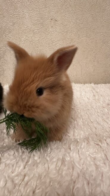 купить декоративного кролика: 🐰🥰Новые малышки, 1 месяц🥰 Пухлые декоративные крольчата карликового