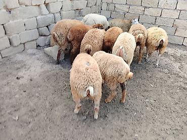 Mal-qara: Quzu, Erkək, ay: 6, 30 kq, Ətlik, Ünvandan götürmə — 5