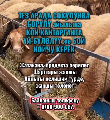 работа за границей с проживанием и питанием для женщин: Талап кылынат Чабан, Төлөм Келишим түрдө, Окутуу