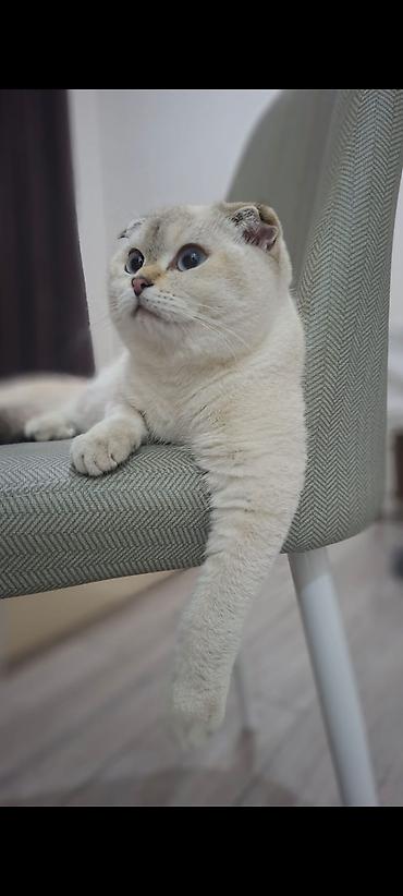 Кошки: Шотландская вислоухая, Самец, Для вязки — 2
