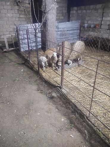 Qoyunlar, qoçlar: Qoyun və quzular - Cins: yerli ətlik/yunlu tip (şəkillərdə ana — 6