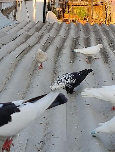 qara toyuq quşu: Salam Aleykum Goyercinlerin coxu tutulmalardi satilir Qiymetler 8 azn — 1