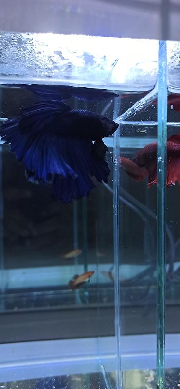 Balıqlar: Betta (Petuşok balığı), Ünvandan götürmə — 9