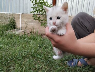 белые котята: Беспородная, 2 месяца, Мальчик, Белый, Метис