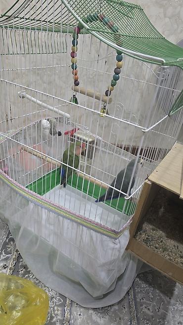 su quşu adları: Nrazlucnik erkey disidi bir balasi var yeke kletkadadi kletkanin ozun — 1