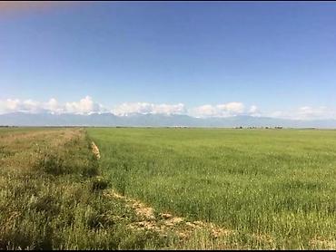 Продажа участков: 900 соток, Для сельского хозяйства, Красная книга — 4