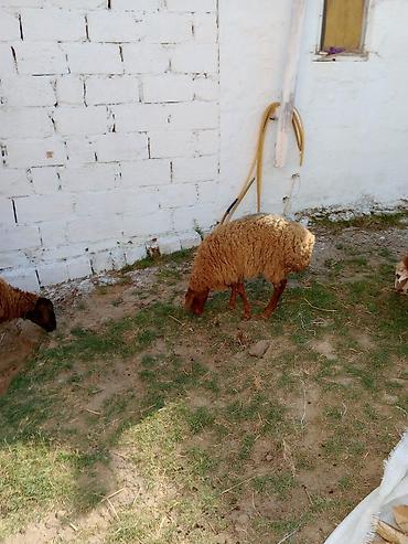 Mal-qara: Dişi quzular cütü 460 manata real alıcıya endirim olacaq — 5
