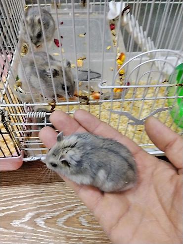 Gəmiricilər: Xamyak cunqarik bir cut ag vəya boz: Bir qəfəs bir kq yem iki aylıq — 2