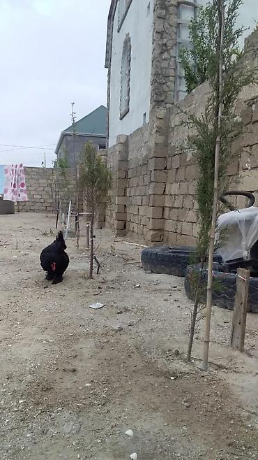 ev ilanı: 70 kv. m, 2 otaqlı — 7