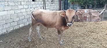 inək satşı: Erkək yerli dana. 2 yaşı var . 0558321069 . Şəki Bolludərə kəndində — 1