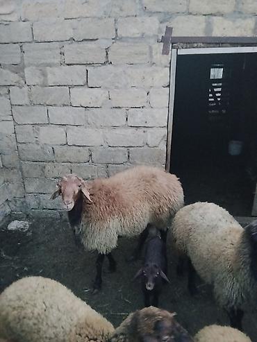 keci satsi: Erkək, il: 1, 90 kq, Ətlik, Ünvandan götürmə — 4