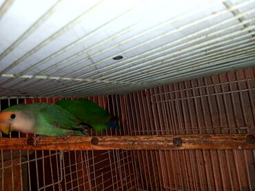 Digər quşlar: Nerazlucnik fişer ayrilmazlar maskvıy deyillər cütdu satılır hazır — 4