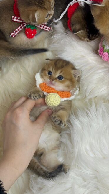 Xaltalar, qayışlar və tasmalar: Gold shinshilla skodish balalar — 4