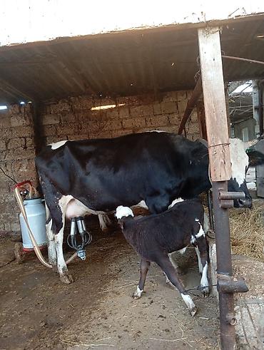 mal bazarı: Birinci qarna dişi buzovla ivanovqa satılır 12 l sud verir unvan bine — 5