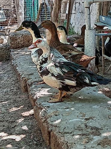 akvarium az: Muscovy ördəkləri (indo-ördəklər) – müxtəlif rəng çalarlarında Məhsul — 6