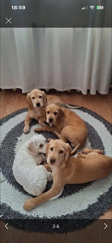 golden retriever golden: Koker spaniyel, Dişi, Peyvəndli, Ünvandan götürmə — 6