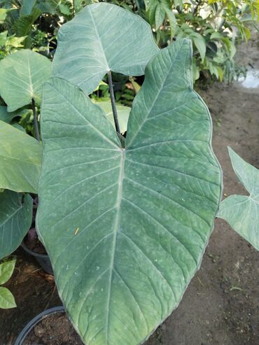 Otaq bitkiləri: Otaq bitkiləri – Fikus elastika kolleksiyası və digər dekorativ növlər — 9