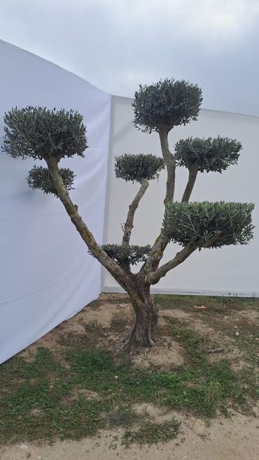 Ağaclar: Bonsai formalı zeytun ağacları – bağ və landşaft üçün Məhsulun — 4
