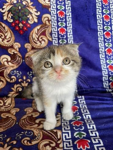 скотский рынок: Котята шотландские вислоухие и прямоухие, домашнего выращивания. - — 7