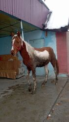 дикоративные кролики: Сатам | Байтал | Союуга, Көбөйтүү үчүн, Ат спорту | Жасалма жол менен боозутуу