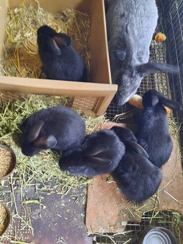 продажа кроликов породы баран: Крольчата Полтавское Серебро возраст 1 месяц. Чистокровные. Цена
