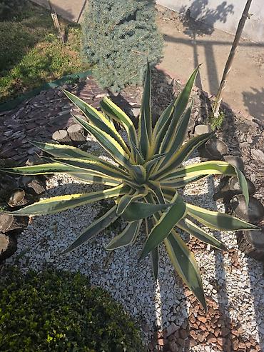 фитиль для свечи: Агава американская вариегатная (Agave americana ‘Variegata’) - — 2