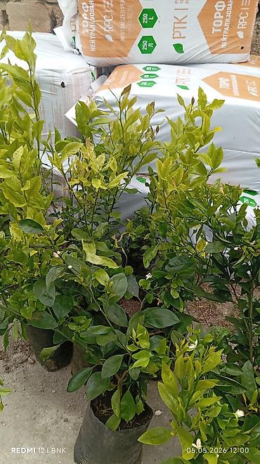 limon ağaçı: Evkalipt agaci
limon
mandalin
kinkon — 2