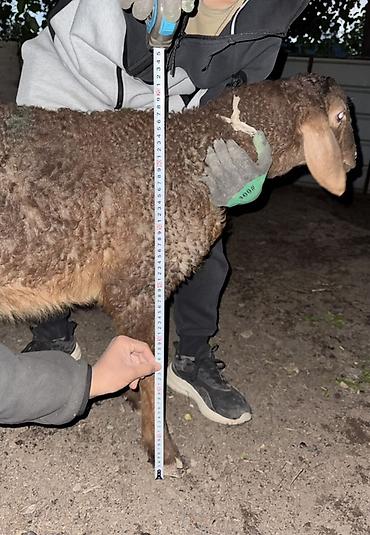 Баран, овца: Продаю | Овца (самка), Ягненок, Баран (самец) | Арашан | Для разведения — 4