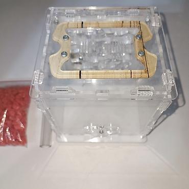 Другие животные: ‼️Колонии Муравьев с Формикариями разныные колоний большой выбор — 18