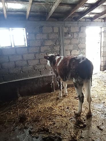 Dana, buzov: Dana, buzov, Erkək, ay: 8, Ətlik — 11