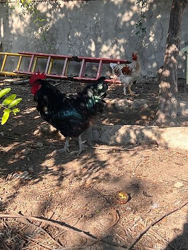 quş: Xoruz, il: 1, Ünvandan götürmə — 1