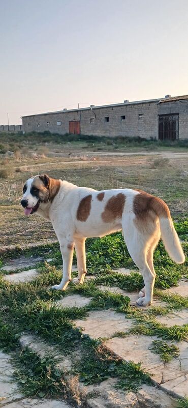 İtlər: Qurdbasar, 1 il, Erkek, Peyvəndli, Ödənişli çatdırılma — 9