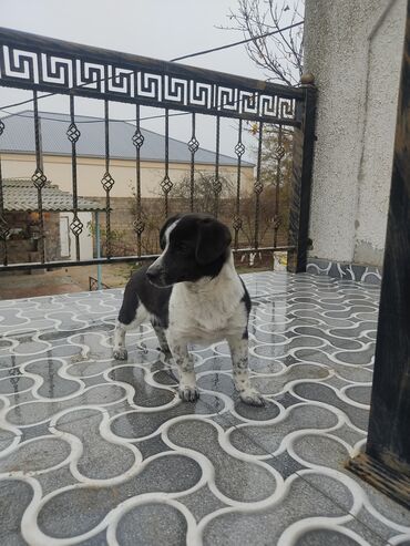 İtlər: Zvonok, 8 ay, Dişi — 1